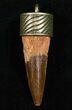 Real Spinosaurus Tooth Pendant - Dinosaur Tooth #11692-1